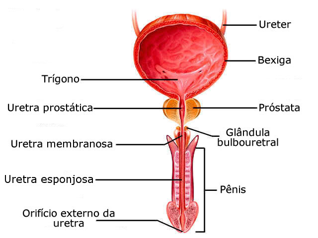 Anatomia da uretra masculina — bexiga, próstata, uretra prostática, membranosa e esponjosa